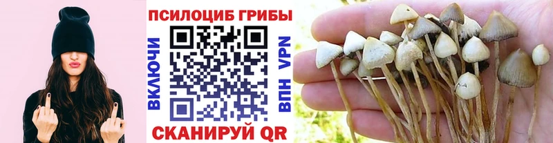 цены наркотик  даркнет наркотические препараты  Псилоцибиновые грибы Cubensis  Сураж 
